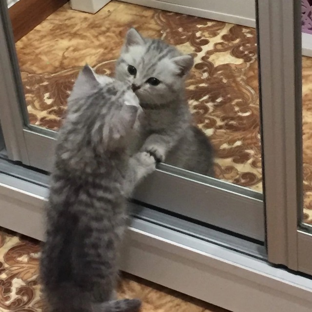 культ сонечки
