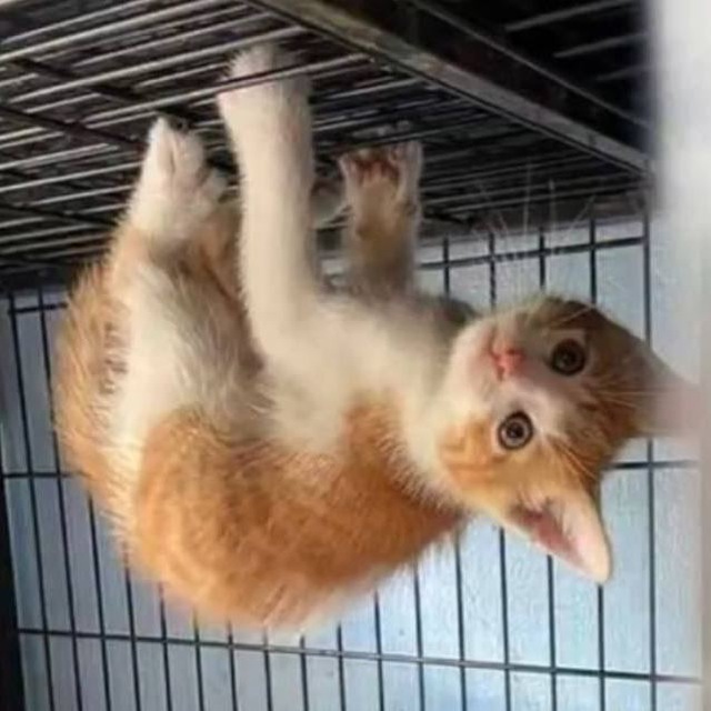 Spy.pet