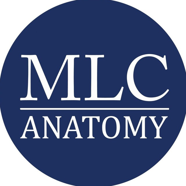 Anatomy [MLC]