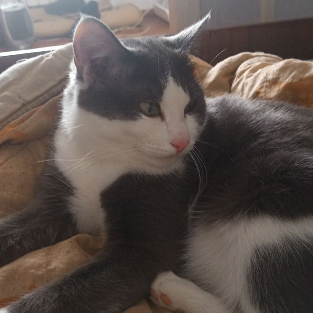 Тайгер Кот?