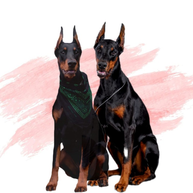 Доберманы | Risa & Teya Dober Club