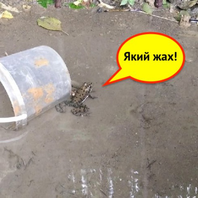 Макіївський Роднічок