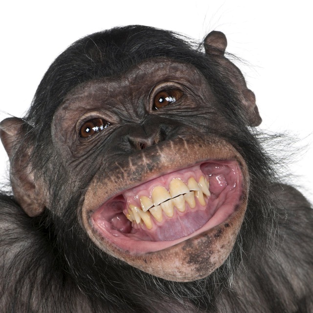 Анекдоты избранное?