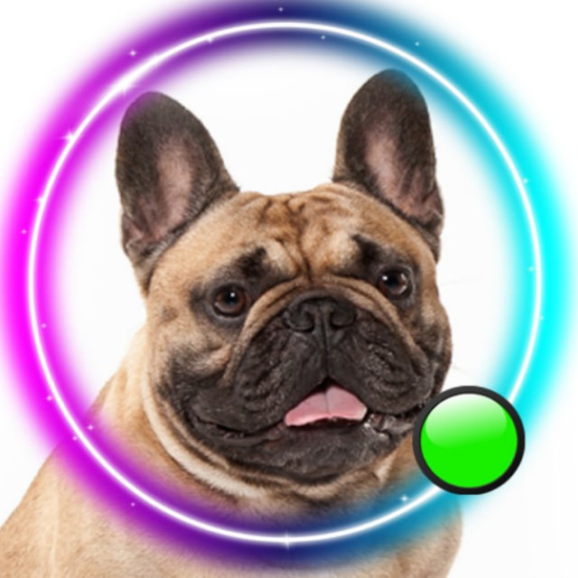 Французский бульдог?French_bulldog