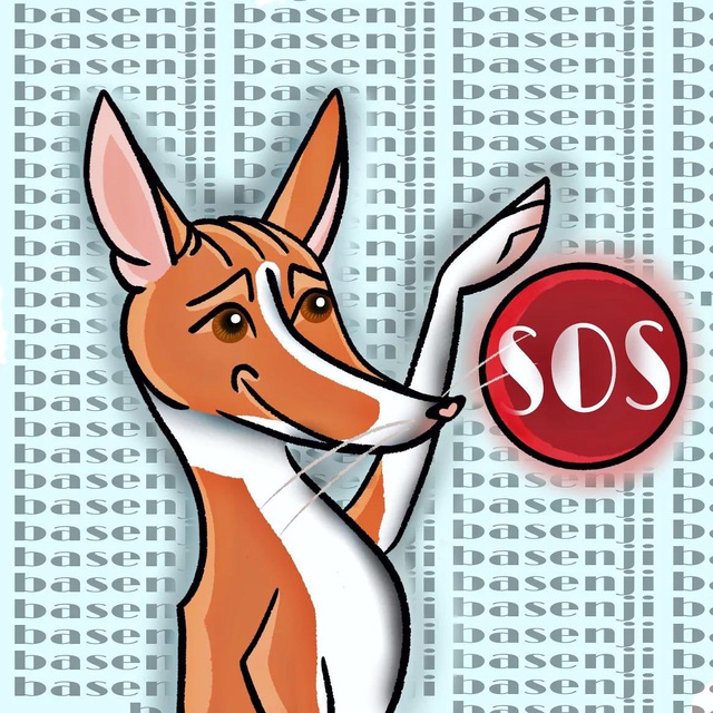 basenji_HELP
