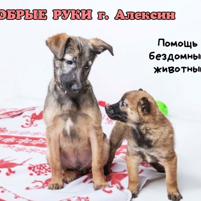 ДОБРЫЕ РУКИ г. Алексин Помощь бездомным животным