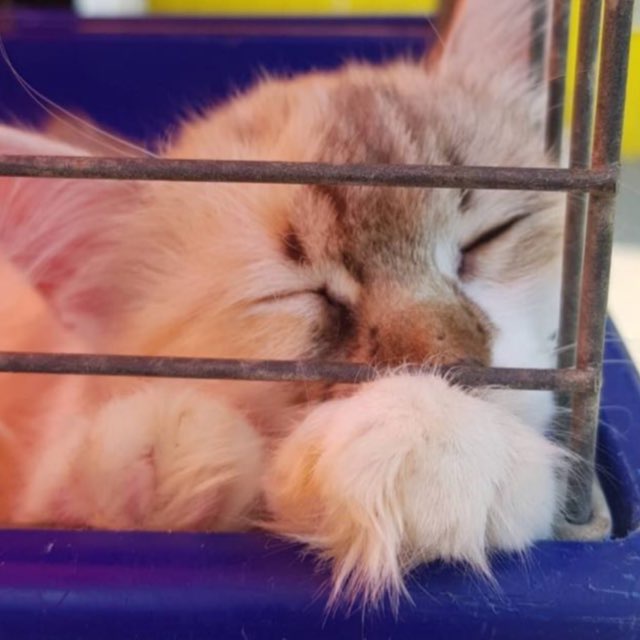 Лапа Помощи ?