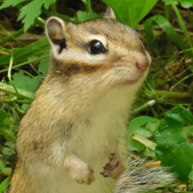 Скалярис. Точки удивления