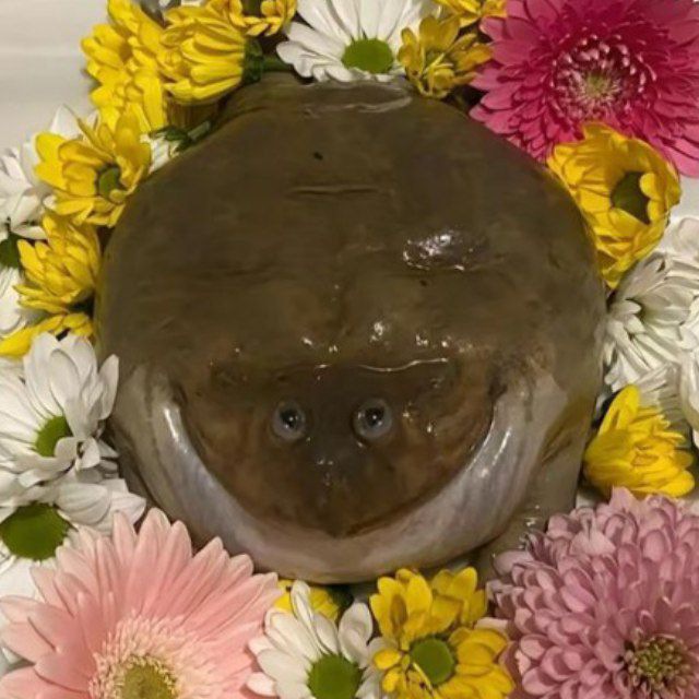 ЖАБОМАНИЯ
