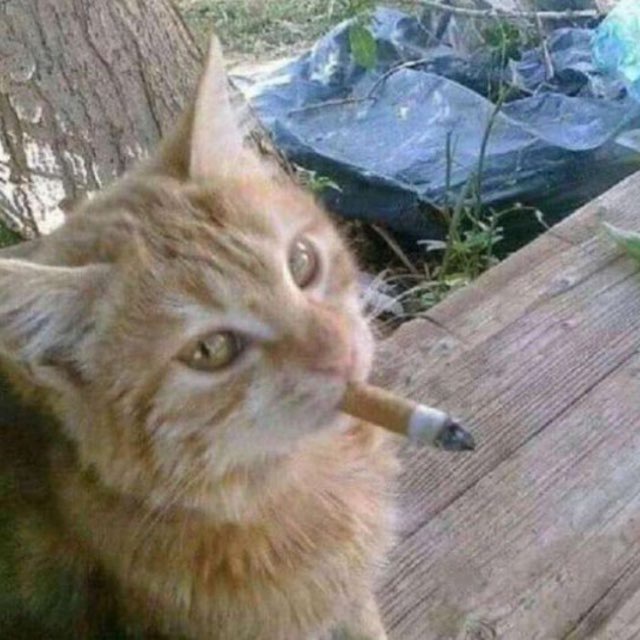 Курилка ?