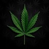 Cannabis | NFT / Gift